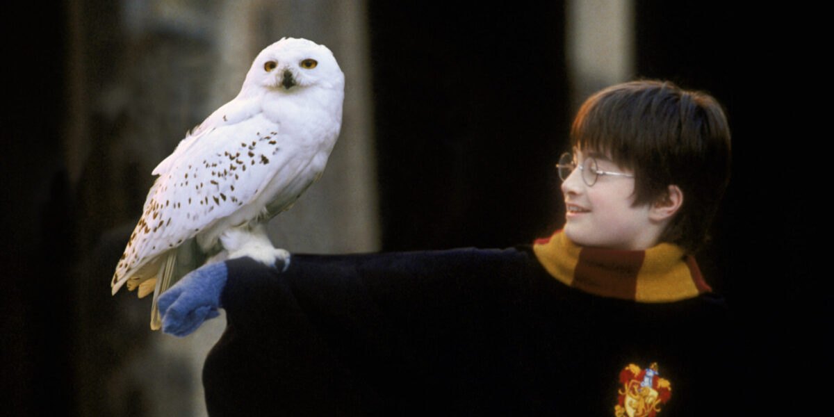 HarryPotter_WB_F1_HarryPotterWithHedwig_Still_100615_Land-scaled-1200x600